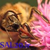 زنبور عسل-عسل طبیعی کوهستان عموشاهی