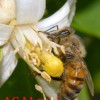زنبور عسل در حال جمع آوری گرده گل- عسل طبیعی کوهستان