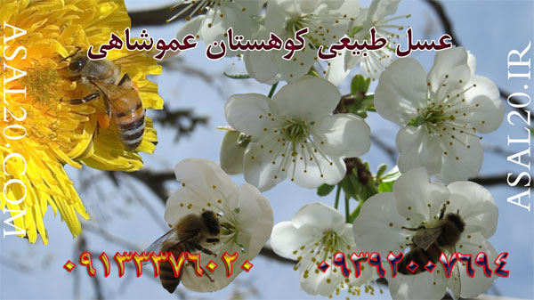  عسل طبیعی از بهترین عسل ی تهران